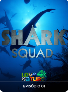 Shark Squad